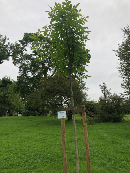 Walnussbaum August 2021