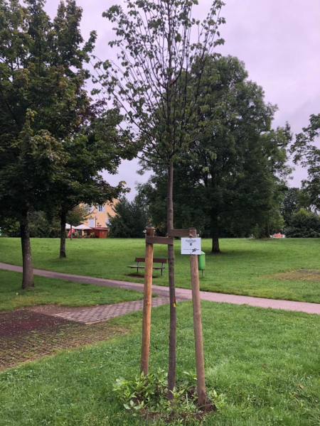 Winterlinde August 2021
